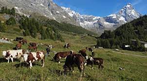 montagna con mucche